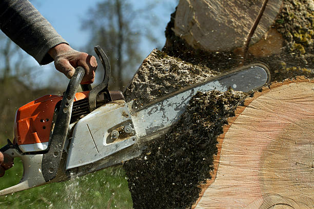 Leaf Removal in San Carlos, TX